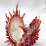 Red Purple Spiny Oyster Pair Spondylus Barbatus (1 shell pair approx. 4X4X2 inches) B GRADE Natural Spiny Oyster shell for decor & display! -10