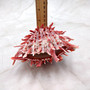 Red Purple Spiny Oyster Pair Spondylus Barbatus (1 shell pair approx. 4X4X2 inches) B GRADE Natural Spiny Oyster shell for decor & display! -10