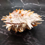 Orange Purple Spiny Oyster Pair Spondylus Barbatus (1 shell pair approx. 4X4X3 inches) B GRADE Colorful seashell pair for nautical decor!