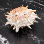 Orange Purple Spiny Oyster Pair Spondylus Barbatus (1 shell pair approx. 4X4X3 inches) B GRADE Colorful seashell pair for nautical decor! vCopyright 2026 SeaShellSupply.com.