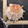 Orange Purple Spiny Oyster Pair Spondylus Barbatus (1 shell pair approx. 4X4X3 inches) B GRADE Colorful seashell pair for nautical decor! vCopyright 2026 SeaShellSupply.com.