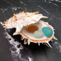Orange Purple Spiny Oyster Pair Spondylus Barbatus (1 shell pair approx. 4X4X3 inches) B GRADE Colorful seashell pair for nautical decor! vCopyright 2026 SeaShellSupply.com.