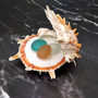 Orange Purple Spiny Oyster Pair Spondylus Barbatus (1 shell pair approx. 4X4X3 inches) B GRADE Colorful seashell pair for nautical decor! vCopyright 2026 SeaShellSupply.com.