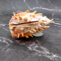 Orange Purple Spiny Oyster Pair Spondylus Barbatus (1 shell pair approx. 4X4X3 inches) B GRADE Colorful seashell pair for nautical decor!