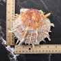Orange Purple Spiny Oyster Pair Spondylus Barbatus (1 shell pair approx. 4X4X3 inches) B GRADE Colorful seashell pair for nautical decor!