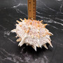 Orange Purple Spiny Oyster Pair Spondylus Barbatus (1 shell pair approx. 4X4X3 inches) B GRADE Colorful seashell pair for nautical decor!