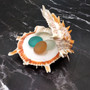 Orange Purple Spiny Oyster Pair Spondylus Barbatus (1 shell pair approx. 4X4X3 inches) B GRADE Colorful seashell pair for nautical decor!