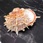 Orange Purple Spiny Oyster Pair Spondylus Barbatus (1 shell pair approx. 4X4X3 inches) B GRADE Colorful seashell pair for nautical decor!