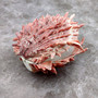 Red Purple Spiny Oyster Pair Spondylus Barbatus (1 shell pair approx. 4X4X2 inches) B GRADE Natural Spiny Oyster shell for decor & display!