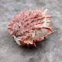 Red Purple Spiny Oyster Pair Spondylus Barbatus (1 shell pair approx. 4X4X2 inches) B GRADE Natural Spiny Oyster shell for decor & display! Copyright 2026 SeaShellSupply.com.