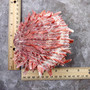Red Purple Spiny Oyster Pair Spondylus Barbatus (1 shell pair approx. 4X4X2 inches) B GRADE Natural Oyster shell for decor & display! -12