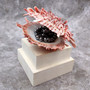 Red Purple Spiny Oyster Pair Spondylus Barbatus (1 shell pair approx. 4X4X2 inches) B GRADE Natural Oyster shell for decor & display! -12