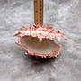 Red Purple Spiny Oyster Pair Spondylus Barbatus (1 shell pair approx. 4X4X2 inches) B GRADE Natural Oyster shell for decor & display! -12