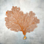 Red Orange Sea Fan Coral Wide Echinogorgia SP (1 sea fan approx. 12-13+ inches) Short Wide Red Sea Fan Coral for display arts & crafts! Copyright 2026 SeaShellSupply.com.