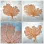 Red Orange Sea Fan Coral Wide Echinogorgia SP (1 sea fan approx. 12-13+ inches) Short Wide Red Sea Fan Coral for display arts & crafts! Copyright 2026 SeaShellSupply.com.