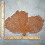 Red Orange Sea Fan Coral Wide Echinogorgia SP (1 sea fan approx. 12-13+ inches) Short Wide Red Sea Fan Coral for display arts & crafts! Copyright 2026 SeaShellSupply.com.