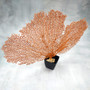 Red Orange Sea Fan Coral Wide Echinogorgia SP (1 sea fan approx. 12-13+ inches) Short Wide Red Sea Fan Coral for display arts & crafts! Copyright 2026 SeaShellSupply.com.