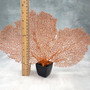 Red Orange Sea Fan Coral Wide Echinogorgia SP (1 sea fan approx. 12-13+ inches) Short Wide Red Sea Fan Coral for display arts & crafts! Copyright 2026 SeaShellSupply.com.