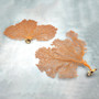 Red Orange Sea Fan Coral Wide Echinogorgia SP (1 sea fan approx. 12-13+ inches) Short Wide Red Sea Fan Coral for display arts & crafts!