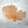 Red Orange Sea Fan Coral Wide Echinogorgia SP (1 sea fan approx. 12-13+ inches) Short Wide Red Sea Fan Coral for display arts & crafts!