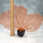 Red Orange Sea Fan Coral Wide Echinogorgia SP (1 sea fan approx. 12-13+ inches) Short Wide Red Sea Fan Coral for display arts & crafts!