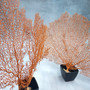 Red Orange Sea Fan Coral Wide Echinogorgia SP (1 sea fan approx. 12-13+ inches) Short Wide Red Sea Fan Coral for display arts & crafts!