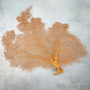 Red Orange Sea Fan Coral Wide Echinogorgia SP (1 sea fan approx. 12-13+ inches) Short Wide Red Sea Fan Coral for display arts & crafts!