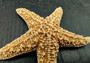 Medium Sugar Starfish (2 pcs.) - (3-4 Inch) - Piaster Ochraceus. Two orange and yellow hinted starfish next to each other. Copyright 2022 SeaShellSupply.com.