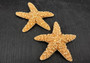 Medium Sugar Starfish (2 pcs.) - (3-4 Inch) - Piaster Ochraceus. Two orange and yellow hinted starfish next to each other. Copyright 2022 SeaShellSupply.com.