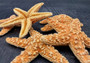 Medium Sugar Starfish (2 pcs.) - (3-4 Inch) - Piaster Ochraceus. Two orange and yellow hinted starfish next to each other. Copyright 2022 SeaShellSupply.com.
