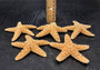 Medium Sugar Starfish (2 pcs.) - (3-4 Inch) - Piaster Ochraceus. Two orange and yellow hinted starfish next to each other. Copyright 2022 SeaShellSupply.com.