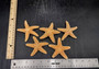 Medium Sugar Starfish (2 pcs.) - (3-4 Inch) - Piaster Ochraceus. Two orange and yellow hinted starfish next to each other. Copyright 2022 SeaShellSupply.com.