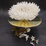 White Table Coral Cluster Large Centerpiece (1 coral 9L x 4.5H x 7D inches) Large White Table Coral for coastal home display & decor! Copyright 2026 SeaShellSupply.com.