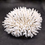 White Table Coral Cluster Large Centerpiece (1 coral 9L x 4.5H x 7D inches) Large White Table Coral for coastal home display & decor! Copyright 2026 SeaShellSupply.com.