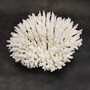 White Table Coral Cluster Large Centerpiece (1 coral 9L x 4.5H x 7D inches) Large White Table Coral for coastal home display & decor! Copyright 2026 SeaShellSupply.com.