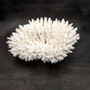 White Table Coral Cluster Large Centerpiece (1 coral 9L x 4.5H x 7D inches) Large White Table Coral for coastal home display & decor! Copyright 2026 SeaShellSupply.com.\n