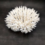 White Table Coral Cluster Large Centerpiece (1 coral 9L x 4.5H x 7D inches) Large White Table Coral for coastal home display & decor! Copyright 2026 SeaShellSupply.com.