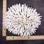 White Table Coral Cluster Large Centerpiece (1 coral 9L x 4.5H x 7D inches) Large White Table Coral for coastal home display & decor! Copyright 2026 SeaShellSupply.com.