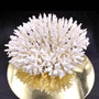 White Table Coral Cluster Large Centerpiece (1 coral 9L x 4.5H x 7D inches) Large White Table Coral for coastal home display & decor! Copyright 2026 SeaShellSupply.com.