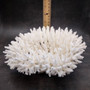 White Table Coral Cluster Large Centerpiece (1 coral 9L x 4.5H x 7D inches) Large White Table Coral for coastal home display & decor! Copyright 2026 SeaShellSupply.com.