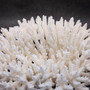 White Table Coral Cluster Large Centerpiece (1 coral 9L x 4.5H x 7D inches) Large White Table Coral for coastal home display & decor! Copyright 2026 SeaShellSupply.com.