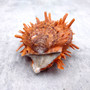 Orange White Spiny Oyster Seashell Pair Spondylus Barbatus (1 shell pair approx. 2+ Inches) B GRADE Thorny Oyster Shell for display & décor! Copyright 2026 SeaShellSupply.com.