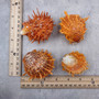 Orange White Spiny Oyster Seashell Pair Spondylus Barbatus (1 shell pair approx. 2+ Inches) B GRADE Thorny Oyster Shell for display & décor!