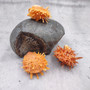 Orange White Spiny Oyster Seashell Pair Spondylus Barbatus (1 shell pair approx. 2+ Inches) B GRADE Thorny Oyster Shell for display & décor!