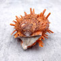 Orange White Spiny Oyster Seashell Pair Spondylus Barbatus (1 shell pair approx. 2+ Inches) B GRADE Thorny Oyster Shell for display & décor! Copyright 2026 SeaShellSupply.com.