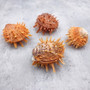Orange White Spiny Oyster Seashell Pair Spondylus Barbatus (1 shell pair approx. 2+ Inches) B GRADE Thorny Oyster Shell for display & décor! Copyright 2026 SeaShellSupply.com.