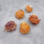 Orange White Spiny Oyster Seashell Pair Spondylus Barbatus (1 shell pair approx. 2+ Inches) B GRADE Thorny Oyster Shell for display & décor! Copyright 2026 SeaShellSupply.com.