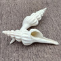 Large White Spindle Seashell Fusinus Inglorius (1 shell approx. 4.5+ inches) Bulbous White Spindle Shell for crafts display & collecting!
