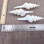 Large White Spindle Seashell Fusinus Inglorius (1 shell approx. 4.5+ inches) Bulbous White Spindle Shell for crafts display & collecting! Copyright 2026 SeaShellSupply.com.