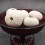 Assorted Color Sea Urchins Echinometra Mathaei (5 urchins approx. 1+ inches) Natural Pink Green White Urchin Shell for display & collecting!